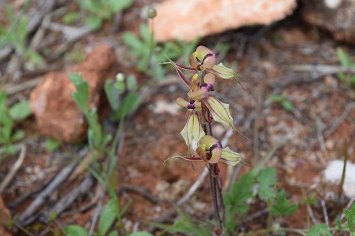 Caladenia cristata - Crested Spider Orchid-Sep-2018p0009.JPG